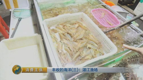 南海开渔 有着 中国对虾之都 美誉的湛江还会收获哪些海鲜