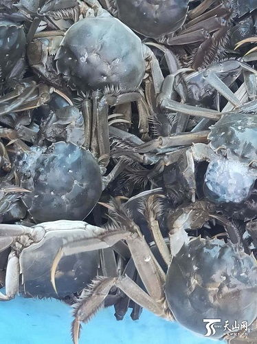 新疆地产虾蟹上市 一部分卖到了北上广